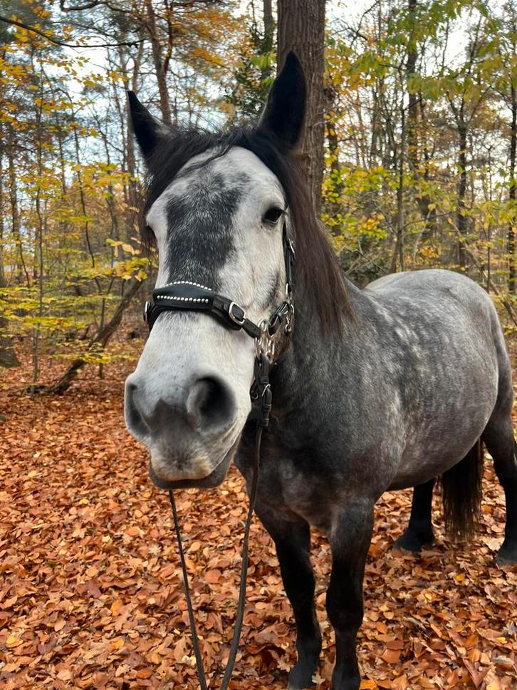Bijrijder/ leaser gezocht, Dieren en Toebehoren, Paarden en Pony's | Overige Paardenspullen, Ophalen of Verzenden