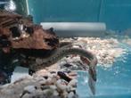 Mastacembelus Armatus, stekelaal, bandenspoor aal, Vis, Zoetwatervis