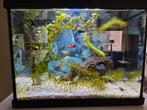 Superfish aqua 20 goldfish led aquarium, Ophalen, Zo goed als nieuw, Gevuld zoetwateraquarium