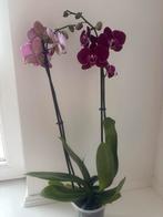 Mooie Orchideeën Kamerplant, Huis en Inrichting, Kamerplanten, Ophalen, Overige soorten, Halfschaduw, In pot