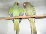 Halsband parkieten | Volwassen koppels | Passend advies, Dieren en Toebehoren, Vogels | Parkieten en Papegaaien, Meerdere dieren