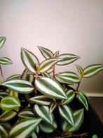 Grote pot met plant, Huis en Inrichting, Kamerplanten, Ophalen of Verzenden, Halfschaduw, Minder dan 100 cm