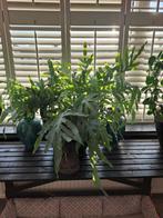 Blauwvaren/zilvervaren, Tuin en Terras, Ophalen, Halfschaduw, Overige soorten