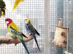 Veel keuze in Prachtrosella's | Passend advies, Dieren en Toebehoren, Vogels | Kanaries, Vrouwelijk, Kleurkanarie
