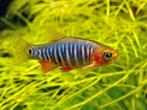Hobbyaquarium Rasbora emerald – Microrasbora-zebrarasbora, Vis, Zoetwatervis, Schoolvis