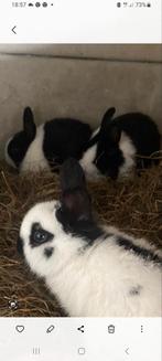 2 kleine zwart bonte konijntjes., Klein, Vrouwelijk, 0 tot 2 jaar