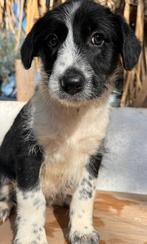 Deze lieverds zoeken allemaal een gouden mandje, Dieren en Toebehoren, Honden | Niet-rashonden, Particulier, Rabiës (hondsdolheid)