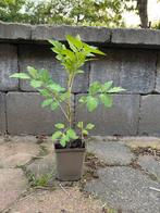 Biologische cherrie tomaten stekjes - cherrietomaten, Minder dan 100 cm, Overige soorten, In pot, Ophalen of Verzenden
