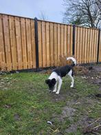 Border collie, 15 weken tot 1 jaar, Teef, Collie, Parvo