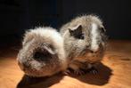 Prachtig koppel lemonagouti-wit 100 % US Teddy cavia, Dieren en Toebehoren, Knaagdieren, Meerdere dieren, Cavia, Voor 1 juli 2024