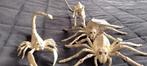 Dieren skeletten, Ophalen of Verzenden, Nieuw, Reptiel of Amfibie, Beeldje of Figuurtje