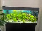 Juwel aquarium (incl vissen), Ophalen, Zo goed als nieuw, Gevuld zoetwateraquarium