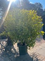 Sinaasappelboom in pot 160cm hoog €650, Tuin en Terras, Planten | Bomen, Lente, 100 tot 250 cm, Volle zon, In pot