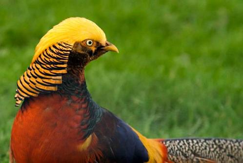 Goudfazanten | Koppels sierlijke kraagfazanten, Dieren en Toebehoren, Pluimvee, Overige soorten, Meerdere dieren