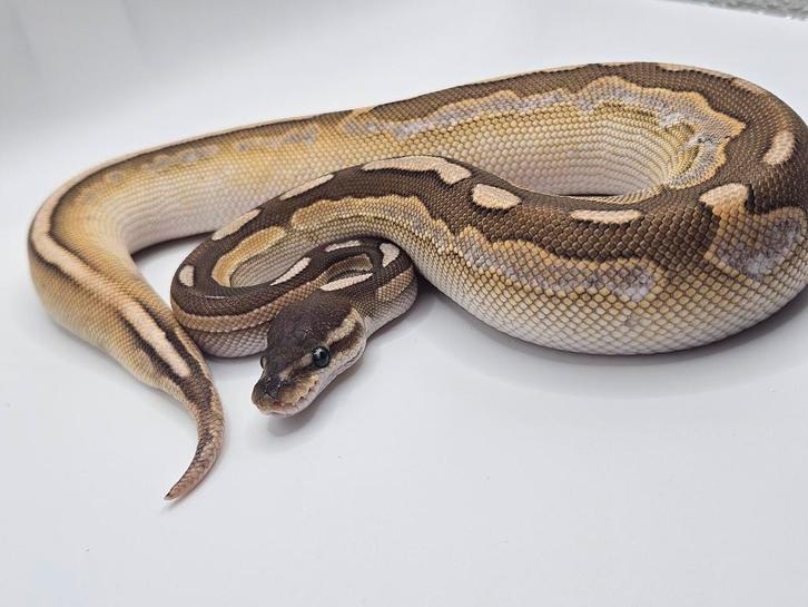 Ballpython- koningspython- python regius