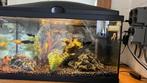 Compleet aqarium 50L. koppel betta kempvis in, Dieren en Toebehoren, Ophalen of Verzenden, Zo goed als nieuw, Gevuld zoetwateraquarium