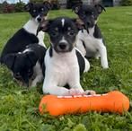 Mooie boerenfox pups, Overige rassen, CDV (hondenziekte), 8 tot 15 weken, Meerdere