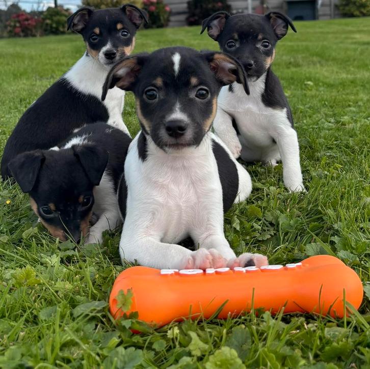 Mooie boerenfox pups, Dieren en Toebehoren, Honden | Jack Russells en Terriërs, Meerdere dieren, Overige rassen, Particulier, Meerdere