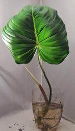 Philodendron Pastazanum, Huis en Inrichting, Kamerplanten, Ophalen of Verzenden, Halfschaduw, Minder dan 100 cm