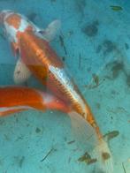 Japanse koi, Dieren en Toebehoren, Karper of Koi