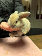 Lieve jonge NHD konijntjes, ook koppetjes, Dieren en Toebehoren, Konijnen, Meerdere dieren, Dwerg, Hangoor