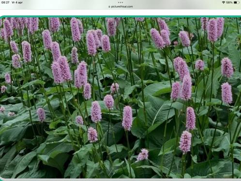 Duizendknoop  Paul’s Plantjes, Tuin en Terras, Planten | Tuinplanten, Vaste plant, Groenteplanten, Volle zon, Zomer, Ophalen of Verzenden