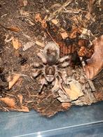 Grammostola Pulchra, Dieren en Toebehoren, Insecten en Spinnen