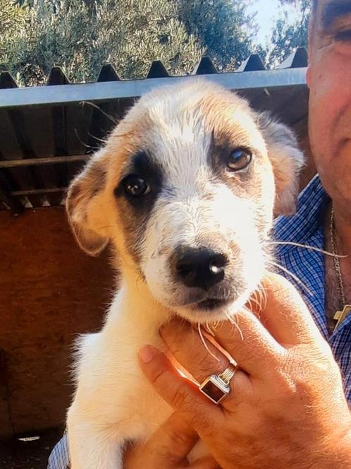 Lieve James of Spirit, Dieren en Toebehoren, Honden | Niet-rashonden, Middel, Reu, Particulier, Meerdere, Buitenland, 15 weken tot 1 jaar