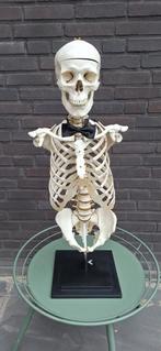 Anatomisch model Menselijk lichaam Skelet torso, Antiek en Kunst, Curiosa en Brocante, Ophalen of Verzenden