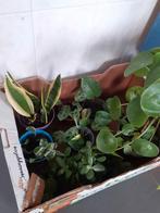 9 kamerplanten / planten, Huis en Inrichting, Kamerplanten, Overige soorten, Minder dan 100 cm, Ophalen of Verzenden, Halfschaduw
