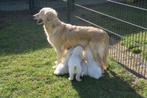Leuke Golden Retriever pups, Dieren en Toebehoren, Honden | Retrievers, Spaniëls en Waterhonden, Golden retriever, Nederland, CDV (hondenziekte)