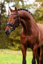 Mega lief betrouwbare ruin!, Dieren en Toebehoren, Paarden, Ruin, L, Dressuurpaard, Gechipt