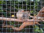 Japanse nachtegalen, Dieren en Toebehoren, Meerdere dieren, Tropenvogel, Geringd