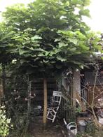 Bol catalpa, Tuin en Terras, Planten | Bomen, Verzenden, Lente, 100 tot 250 cm, Volle zon