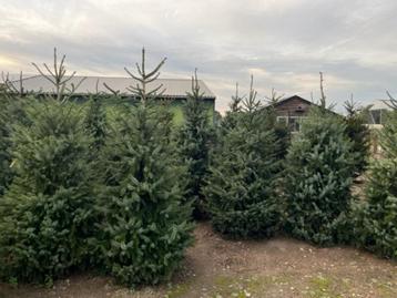 Kerstbomen Omorika's beschikbaar voor biedingen