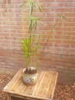 Cyperus Papyrus + pot, Huis en Inrichting, Kamerplanten, Ophalen, 100 tot 150 cm, Overige soorten, Halfschaduw