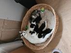 Kittens aangeboden, Dieren en Toebehoren, Katten en Kittens | Overige Katten