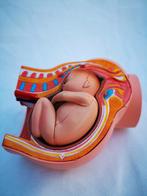 vintage 4D Master Anatomisch Model Foetus Medisch Educatief, Ophalen of Verzenden