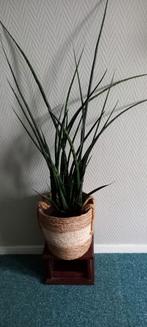 Kamerplant Sansevieria, Ophalen, Halfschaduw, Minder dan 100 cm