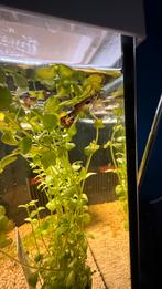 Mannetjes guppies te koop (8stuks totaal), Ophalen, Nieuw, Overige typen