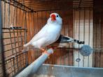 Kweekkoppel zebravinken wit x bont koppel 1., Dieren en Toebehoren, Vogels | Overige Vogels, Meerdere dieren, Tropenvogel, Geringd