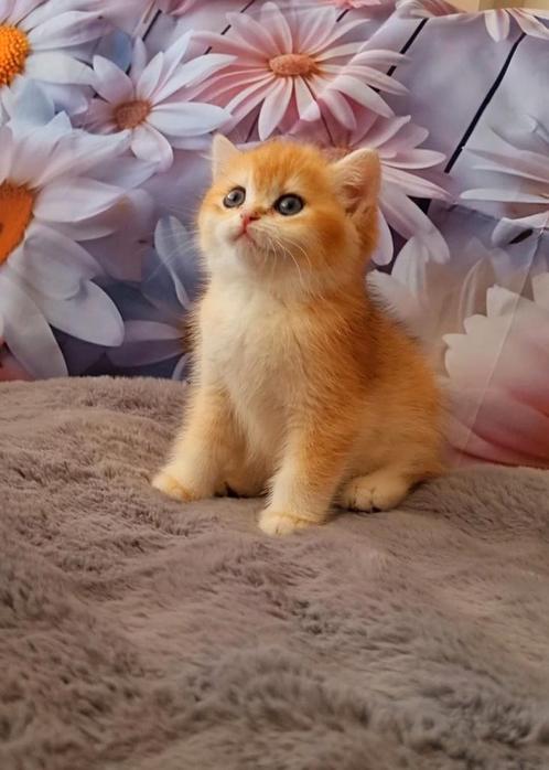 Britse korthaar kittens met stamboom, Dieren en Toebehoren, Katten en Kittens | Raskatten | Korthaar, Meerdere dieren, 0 tot 2 jaar