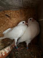 Postduiven Wit, Dieren en Toebehoren, Vogels | Duiven, Meerdere dieren, Postduif