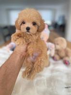 Exclusieve Maltipoo F1 Micro pup (Maltezer/Asian Toy Poedel), Dieren en Toebehoren, Honden | Chihuahua's en Gezelschapshonden