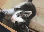 Kitten - vrouwtje, Dieren en Toebehoren, Katten en Kittens | Raskatten | Korthaar, Poes, 0 tot 2 jaar