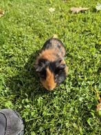 2 lieve jonge tamme cavia,s te koop, Dieren en Toebehoren, Knaagdieren, Cavia, Augustus, Mannelijk, Tam