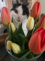Twee Poezen poesjes katten zoeken een nieuw huis, Poes, Kortharig, 3 tot 5 jaar