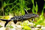 Synodontis petricola dwerg baardmeerval 2-3 cm, Dieren en Toebehoren, Vis, Zoetwatervis