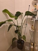 Strelitzia Variegata te koop, Ophalen, Overige soorten, Halfschaduw, In pot