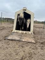 Kalverenhok, Dieren en Toebehoren, Geit